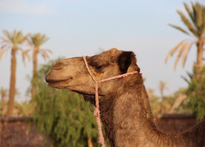 Morocco itinerary 8 days From Agadir