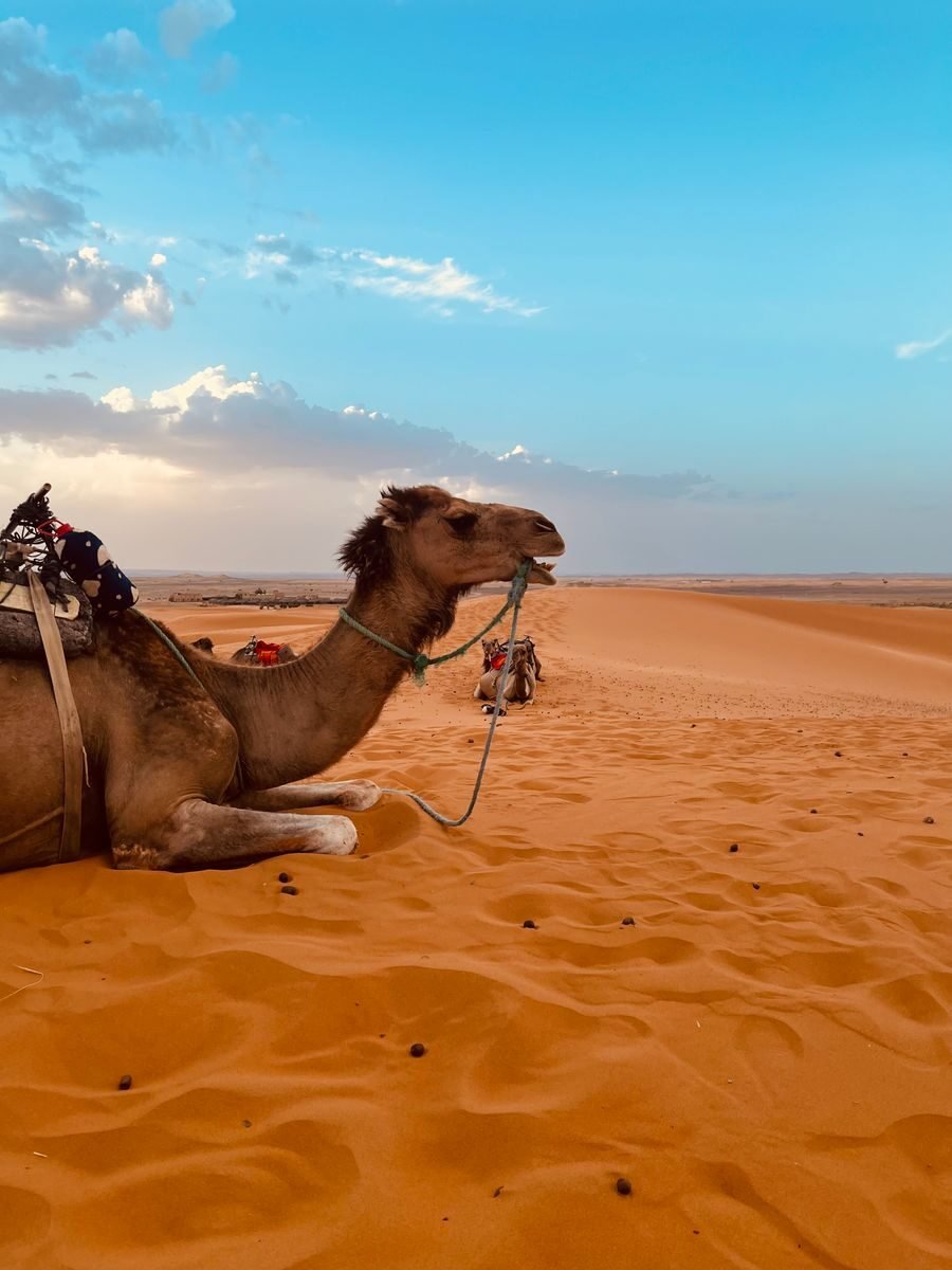 Dromedary camel walking across Sahara dunes in Morocco
