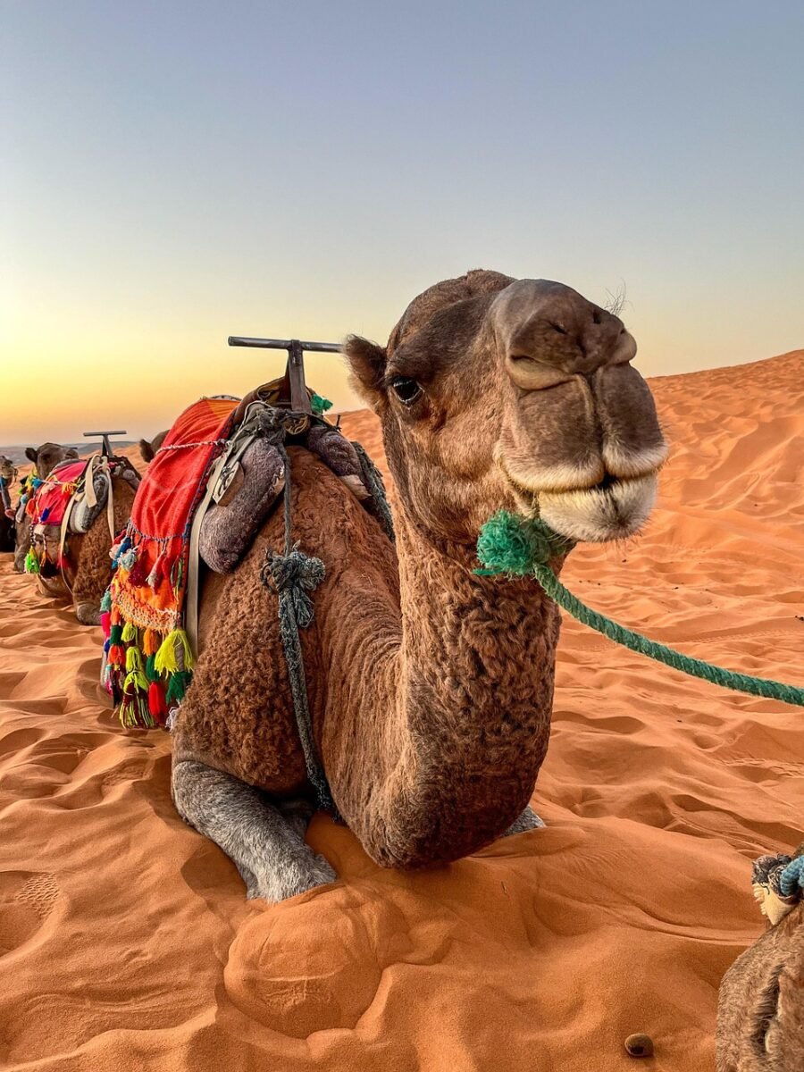 Morocco vacation packages Sahara Desert camel tour 8 days from tangier to marrakech