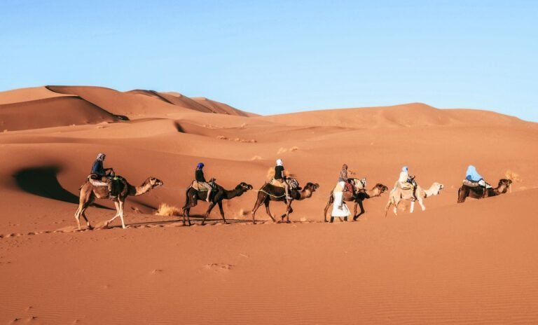 A camel caravan traversing the Sahara Desert near Foum Zguid, Morocco, under a bright blue sky.