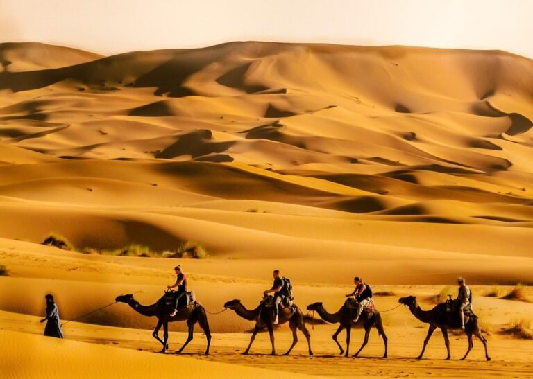 Sahara Marocko med sanddyner och kameler