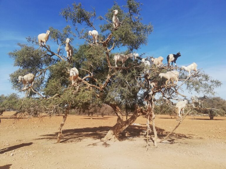 Goats perched on argan trees in Morocco's dry landscape under a clear blue sky.